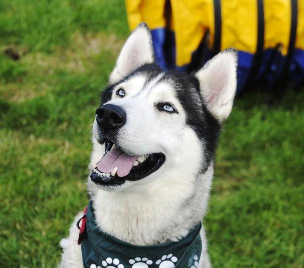 Charity Jerry Green Dogs husky.jpg